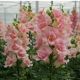 ДабелШот F1 appleblossom семена антирринума на срез 50-60 см однол. (Hem Genetics)