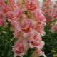 ДабелШот F1 appleblossom семена антирринума на срез 50-60 см однол. (Hem Genetics)