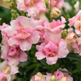 ДабелШот F1 appleblossom семена антирринума на срез 50-60 см однол. (Hem Genetics)