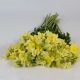 ДабелШот F1 yellow насіння антирінуму на зріз 50-60 см однорічн. (Hem Genetics)