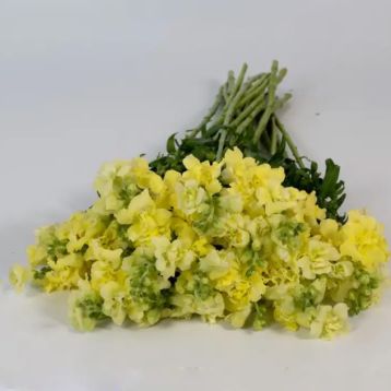 ДабелШот F1 yellow насіння антирінуму на зріз 50-60 см однорічн. (Hem Genetics)