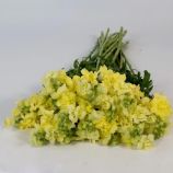 ДабелШот F1 yellow семена антирринума на срез 50-60 см однол. (Hem Genetics)