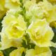ДабелШот F1 yellow насіння антирінуму на зріз 50-60 см однорічн. (Hem Genetics)