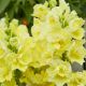 ДабелШот F1 yellow насіння антирінуму на зріз 50-60 см однорічн. (Hem Genetics)