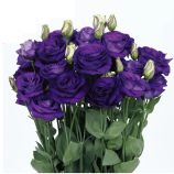 Розіта F1 синя (blue) насіння еустоми на зріз махр. 75-85см (Sakata)