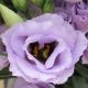 Розита F1 лавандовая (lavander) семена эустомы на срез махр. 75-85см (Sakata)