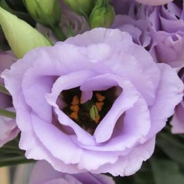Розита F1 лавандовая (lavander) семена эустомы на срез махр. 75-85см (Sakata)