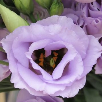 Розита F1 лавандовая (lavander) семена эустомы на срез махр. 75-85см (Sakata)