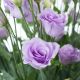 Розита F1 лавандовая (lavander) семена эустомы на срез махр. 75-85см (Sakata)
