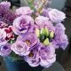 Розита F1 лавандовая (lavander) семена эустомы на срез махр. 75-85см (Sakata)