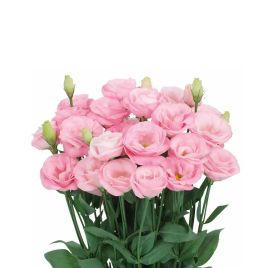 Розита F1 розовая (pink) семена эустомы на срез махр. 75-85см (Sakata)