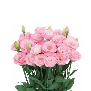 Розита F1 розовая (pink) семена эустомы на срез махр. 75-85см (Sakata)
