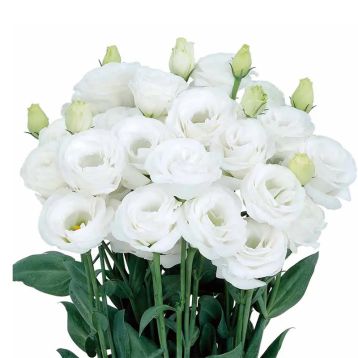 Розіта F1 біла (pure white) насіння еустоми на зріз махр. 75-85см (Sakata)