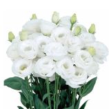 Розита F1 белая (pure white) семена эустомы на срез махр. 75-85см (Sakata)