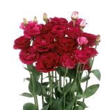 Розита F1 красная (red) семена эустомы на срез махр. 75-85см (Sakata)