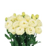 Розита F1 желтая (yellow) семена эустомы на срез махр. 75-85см (Sakata)