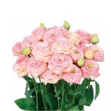 Розіта F1 шампань (champagne) насіння еустоми на зріз махр. 75-85см (Sakata)