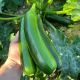 Цуккини Далфер F1 (INX 5289 F1) 