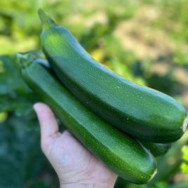 Далфер F1 (INX 5289 F1) семена цуккини раннего 40-45 дн. темно-зеленого (Innova Seeds)