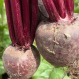 Буряк Детройт Дарк Ред