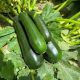 Цуккини Далфер F1 (INX 5289 F1) 