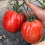 Чичероне F1 семена томата индет. 300-350 гр. груш. ребрист. розового (SAIS)