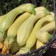 Фриулано семена цуккини среднего 0,8-1 кг желтого (Hortus)