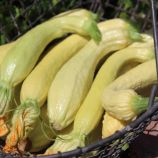 Фриулано семена цуккини среднего 0,8-1 кг желтого (Hortus)