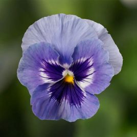 Тремпет S1 марина семена виолы 20-25 см (Hem Genetics)