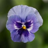 Тремпет S1 маріна насіння віоли 20-25 см (Hem Genetics)