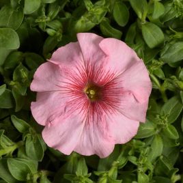 Гало F1 salmon семена петунии мультифлора (Cerny)