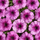 Гало F1 light purple насіння петунії мультифлора (Cerny)