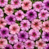 Гало F1 смесь (mix) семена петунии мультифлора (Cerny)