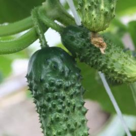 Мурашка F1 насіння огірка партенокарпічного (Breeding Seeds)