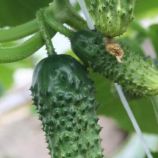 Мурашка F1 насіння огірка партенокарпічного (Breeding Seeds)