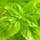 Консул насіння базиліка 30-50 см зеленого (Breeding Seeds)