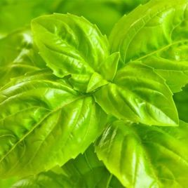 Консул насіння базиліка 30-50 см зеленого (Breeding Seeds)