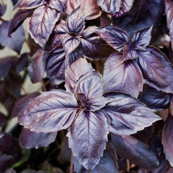 Робін-бобін (Робін бобін) насіння базиліка 40 см фіолетового (Breeding Seeds)