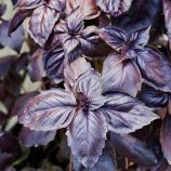 Робін-бобін (Робін бобін) насіння базиліка 40 см фіолетового (Breeding Seeds)