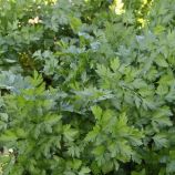 Тайга насіння петрушки крупнолистової (Breeding Seeds)