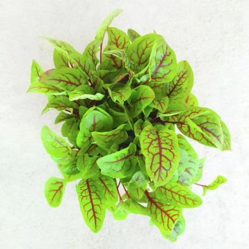 Грин Ред семена щавеля (Breeding Seeds)