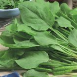 Лайм насіння щавлю раннього (Breeding Seeds)