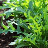 Амаретто семена рукколы 20-25 дн. (Breeding Seeds)