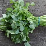 Арго насіння коріандру (кінзи) середнього 45-48 дн. (Breeding Seeds)