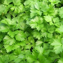 Кензо насіння коріандру (кінзи) середнього (Breeding Seeds)