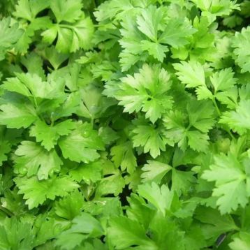 Кензо насіння коріандру (кінзи) середнього (Breeding Seeds)