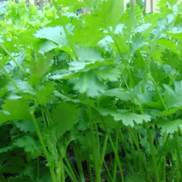 Кин-дза-дза (Киндзаза) семена кориандра (кинзы) среднего 38-45 дн. (Breeding Seeds)