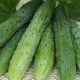 Эстафета F1 семена огурца пчелоопыляемого среднепозднего 18-20 см (Breeding Seeds)
