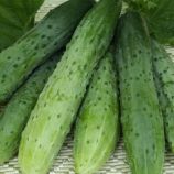 Эстафета F1 семена огурца пчелоопыляемого среднепозднего 18-20 см (Breeding Seeds)