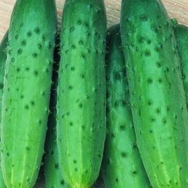 Зозуля F1 насіння огірка партенокарп. раннього 18-20 см (Breeding Seeds)